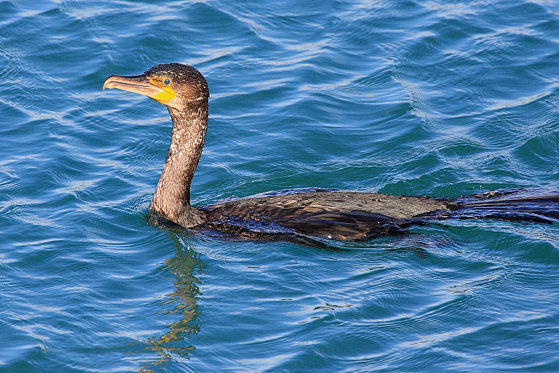 IMG_7925 Cormorant.JPG